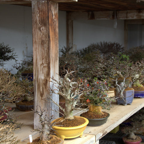 Shohin bonsai in small bonsai pots