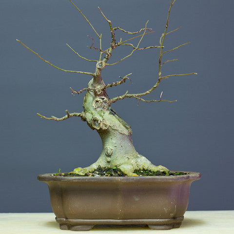 Hackberry bonsai basic branch structure
