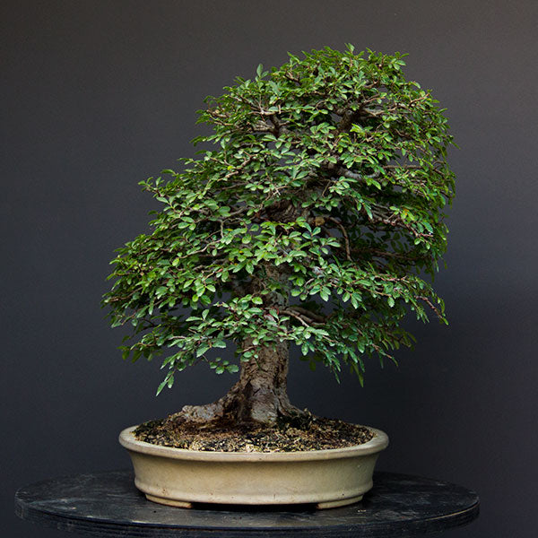Chinese elm bonsai right view