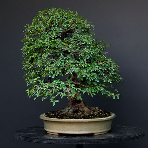 Chinese elm bonsai left side view