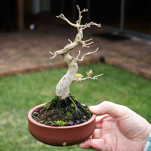 Air layered chinese maple