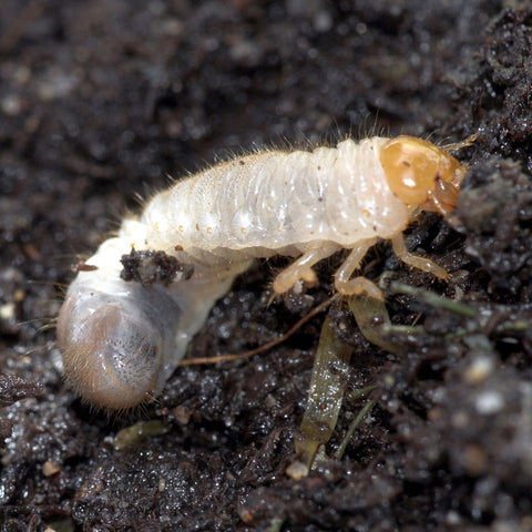 vine weevil larvae bonsai trees