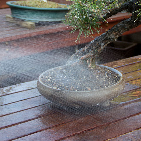 fine watering wand for bonsai trees
