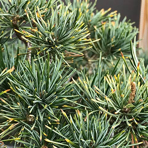 Yellowing needle tips on Japanese White Pine