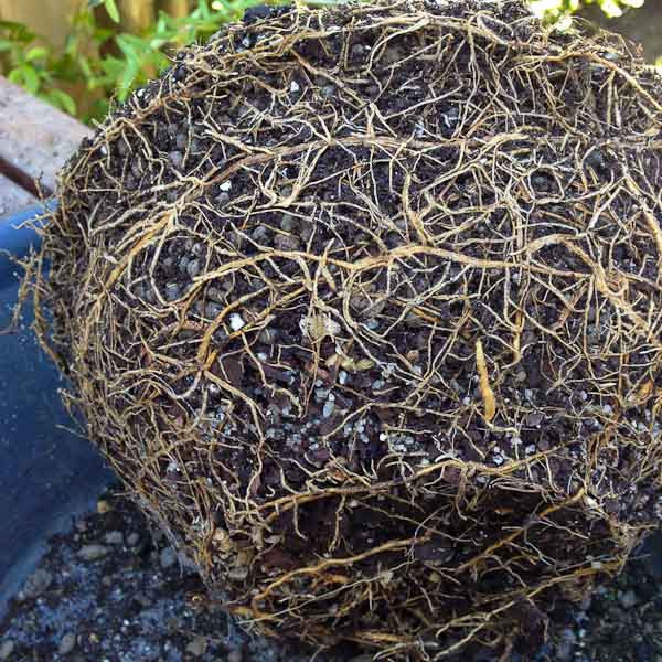 Wild olive bonsai tree root development
