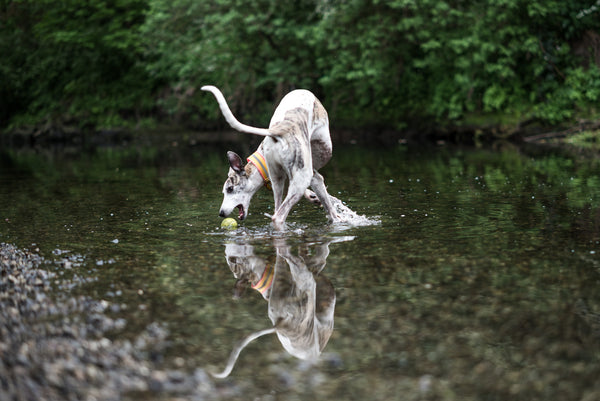 Kai the Whippet catching the ball