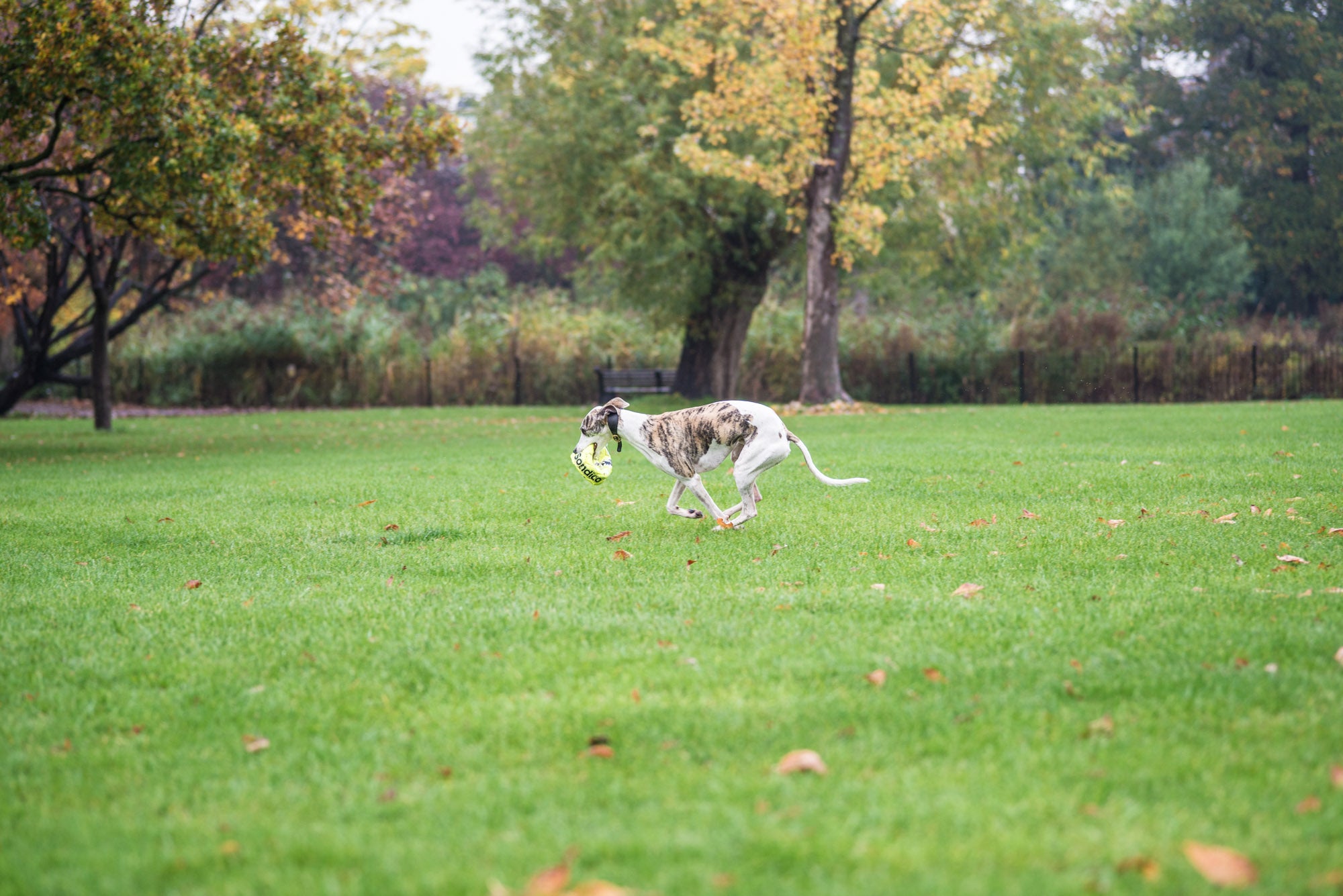 Kai running off with the footballl