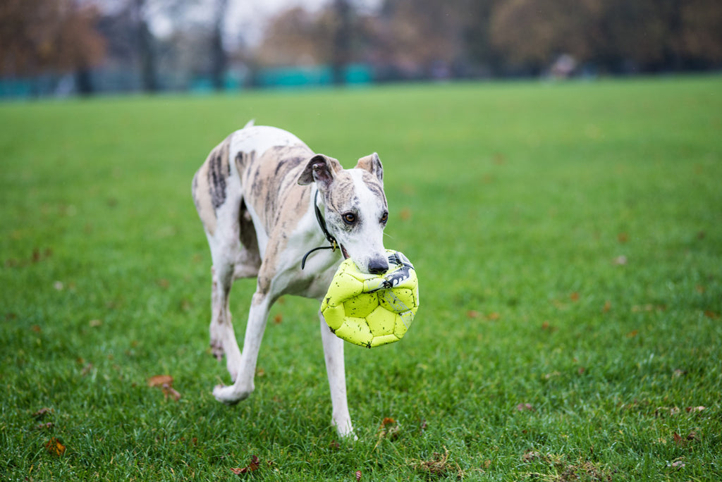 Kai returning with the football