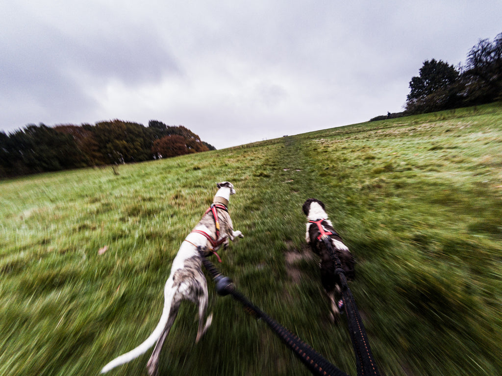 Kai doing canicross in Hampstead Heath