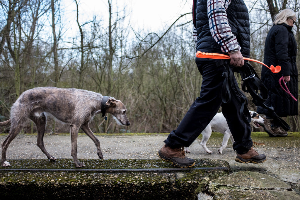 Jackie walking the dogs