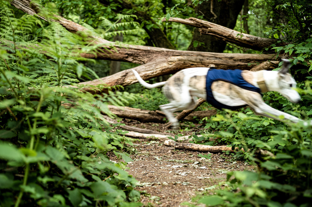 Kai in running harness in Hampstead Heath