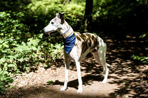 Kai wearing a cooling bandana