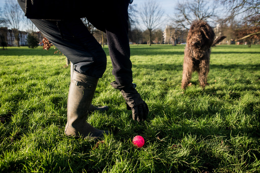 Treacle watching the ball