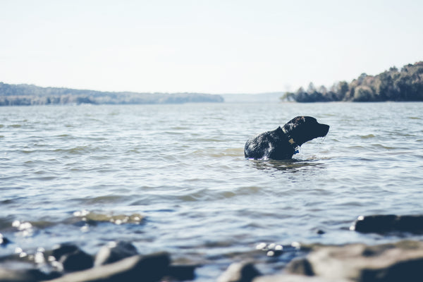 Dog swimming By Erik Stine