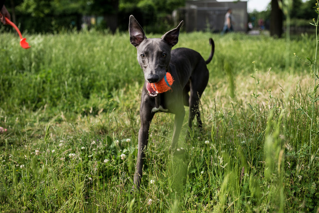 Luz with ball in Clissold park