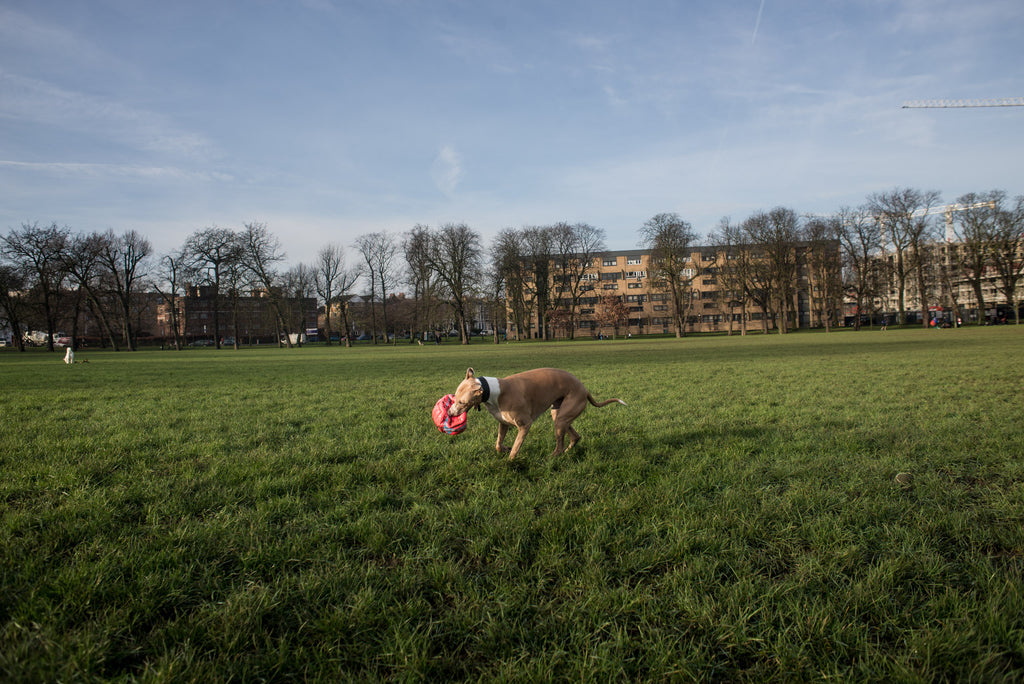 Merlin runs with the football