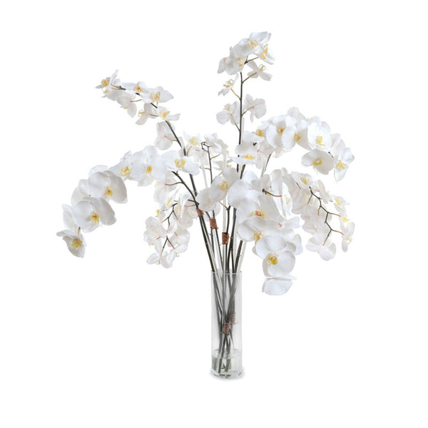 Phalaenopsis Orchid Stems