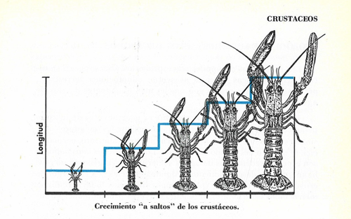 Crecimiento crustáceo Sal y Laurel