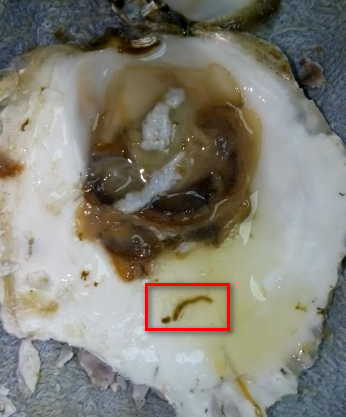 gusanos en ostras