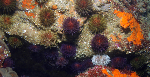 erizo de mar en su habitat