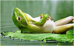 Relaxed frog image