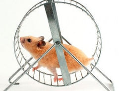 rat wheel image