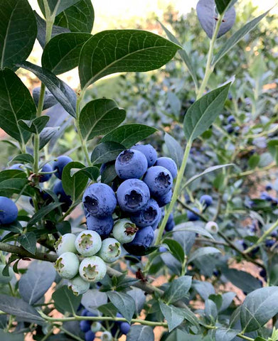 Blueberry season is here!