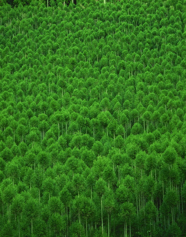 Japanese cedar forest. Nakagawa-machi, Kyoto Prefecture, Japan posters