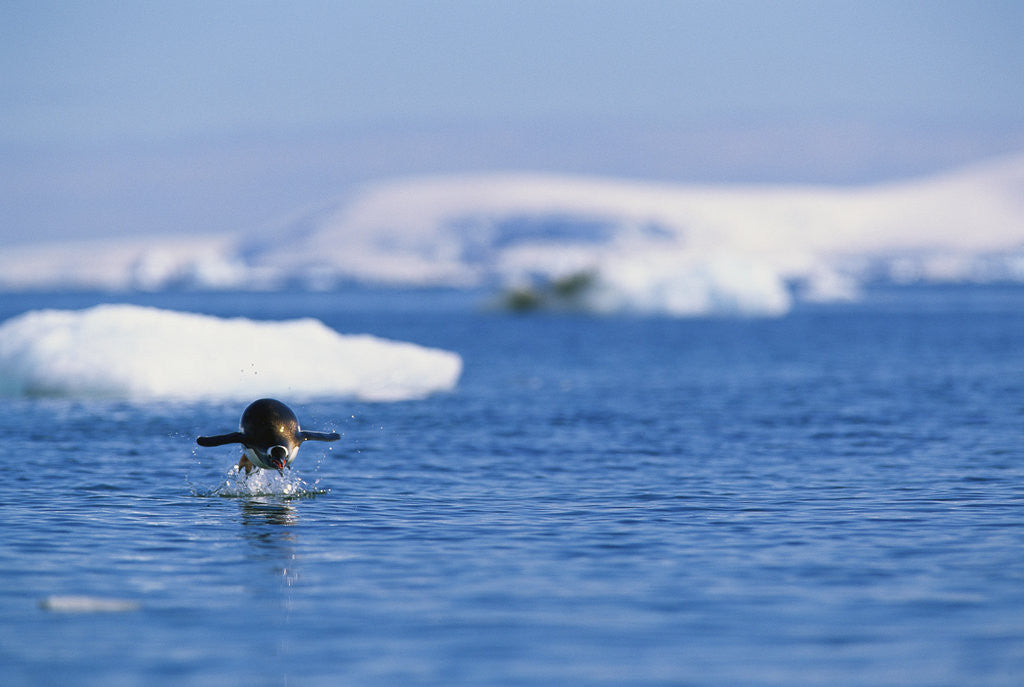 Detail of Gentoo Penguin Jumping Out of Water by Corbis