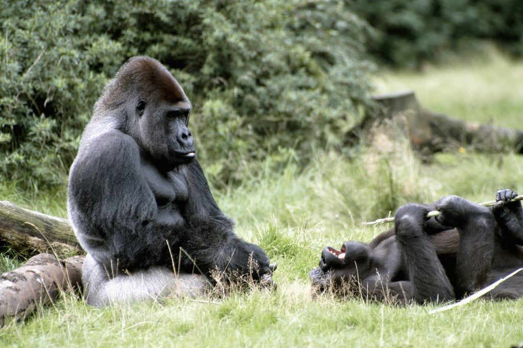 Detail of Western Lowland Gorillas by Corbis
