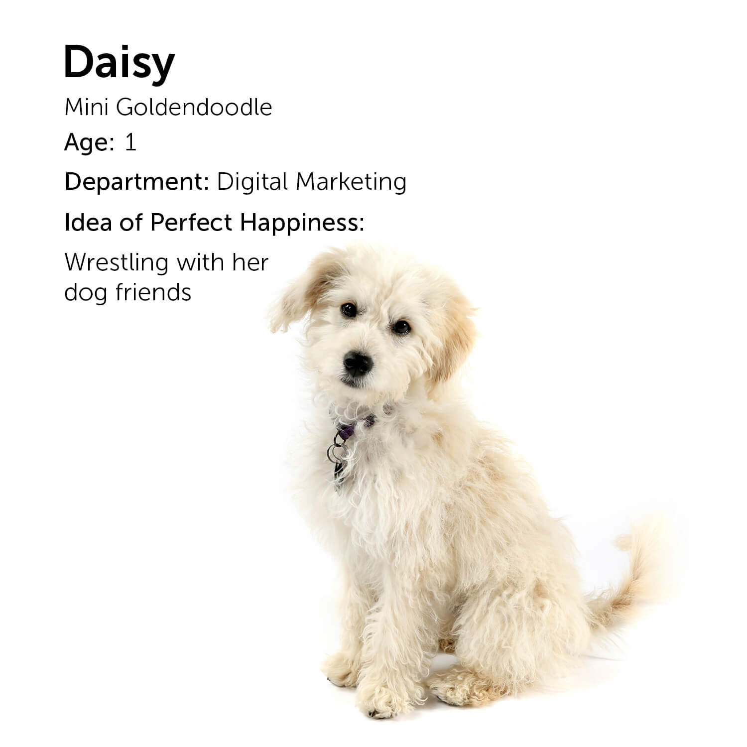 Daisy - Mini Goldendoodle