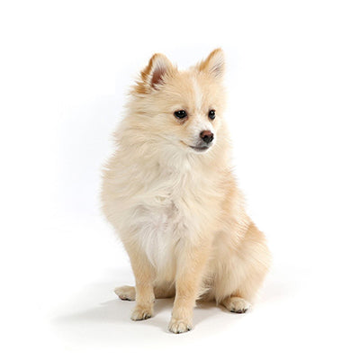 Office Dogs - Celine - Pomeranian