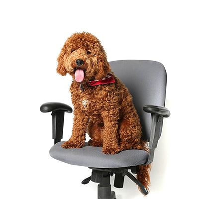 Office Dogs - Griffin - Mini Goldendoodle