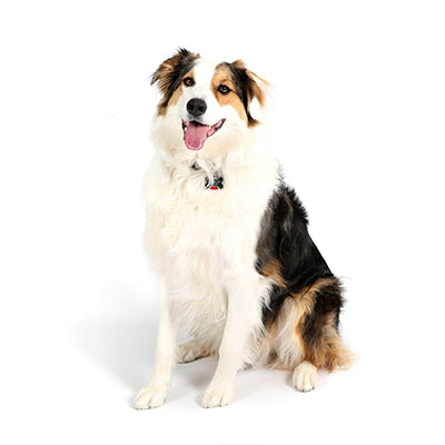 Office Dogs - Indy - Australian Shepard