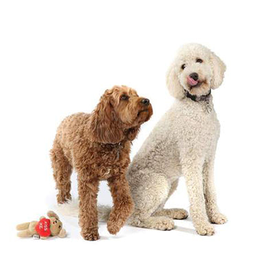 Office Dogs - Isabel - Labradoodle