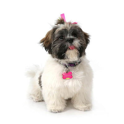 Office Dogs - Jazzy - Shih Tzu and Havanese