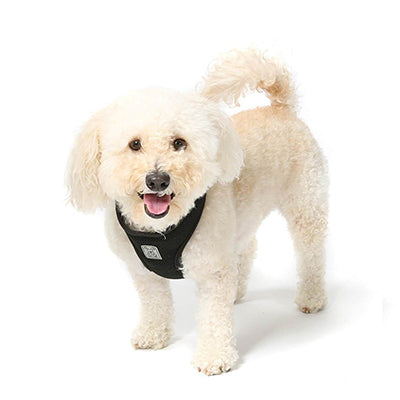Office Dogs - Lucky - Bichon and Toy Poodle