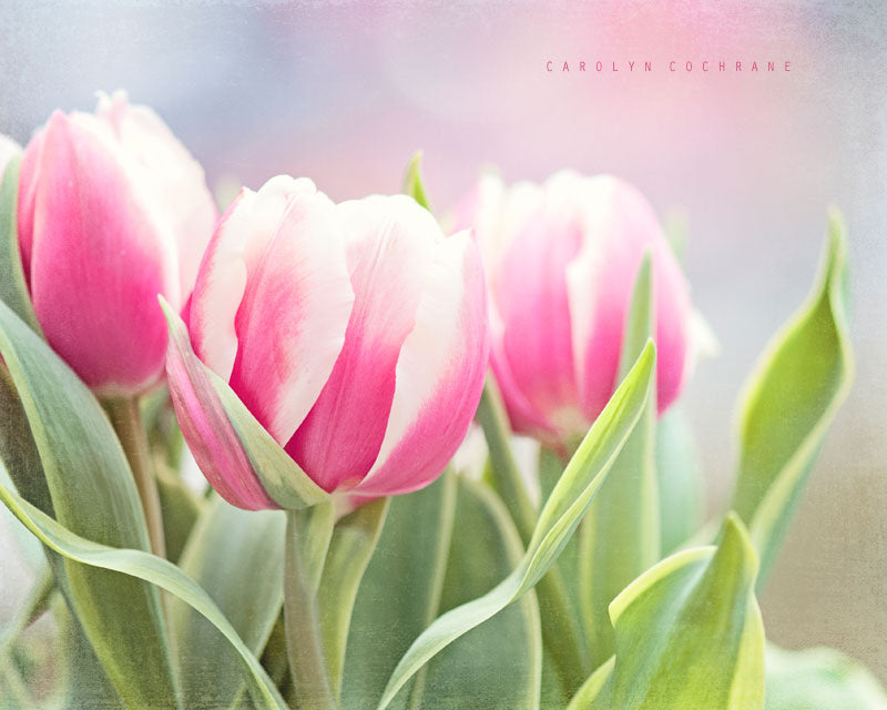 Pink Tulip Flower Photography by carolyncochrane.com