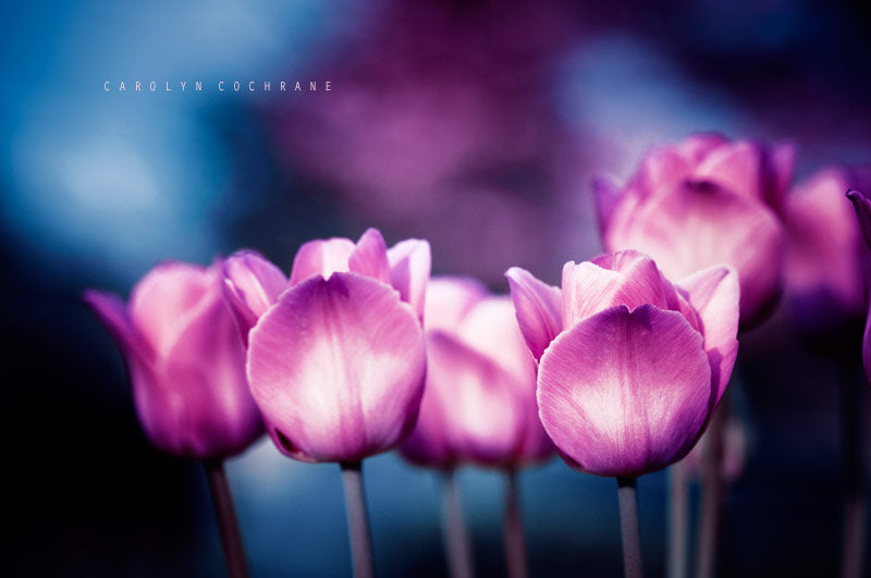 purple tulip flower wallpaper