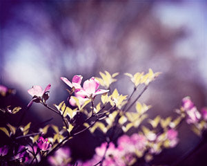 Purple Floral Photography Set by carolyncochrane.com