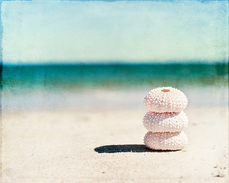 Seashell Photography Art Print by Carolyn Cochrane | Teal Beach Photo