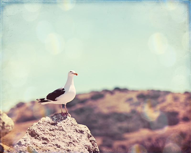 Seagull Beach Photography Print by Carolyn Cochrane | Coastal Photo