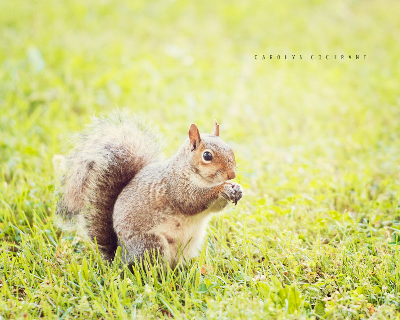 Squirrel Photography by carolyncochrane.com