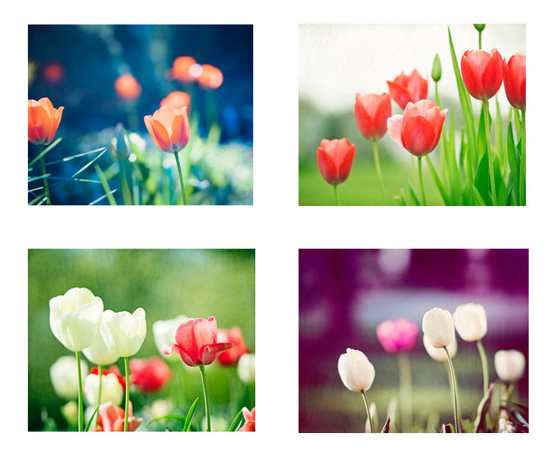 Colorful Tulip Flowers Photography by carolyncochrane.com