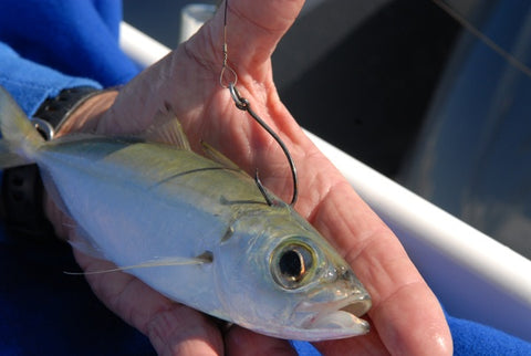 live bait hooked through back dorsal fin