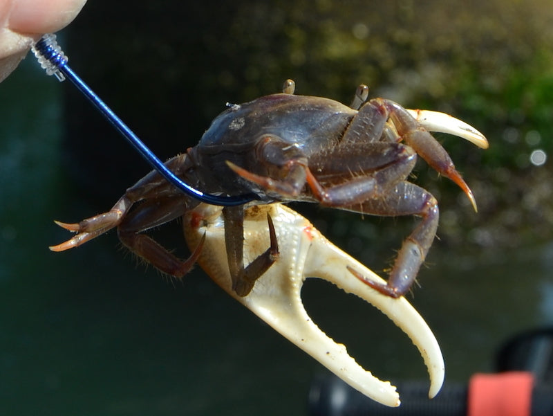 How to rig live crabs