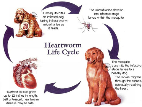 Spring Means Heartworm Prevention!