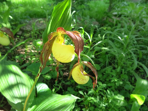 lady slipper essence