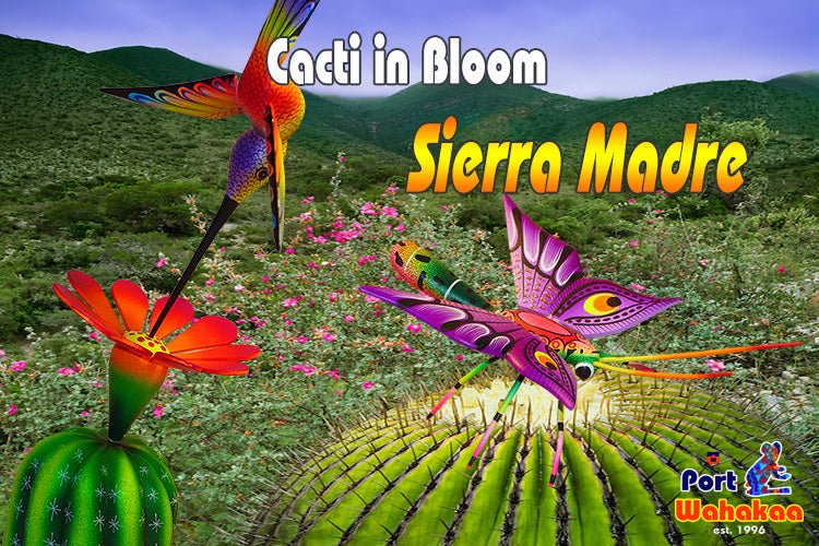 Blooming Cactus Carvings Butterfly Oaxaca Sierra Madre