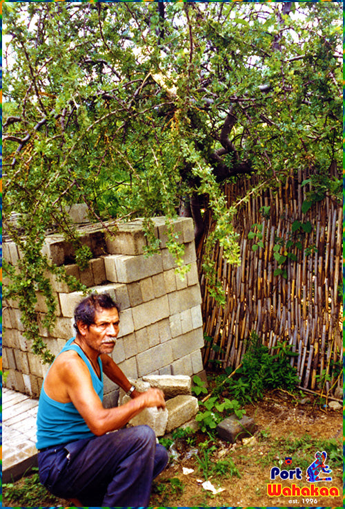 Lizard Tail Copal Tree